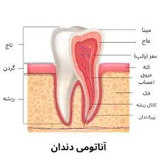 dental anatomy